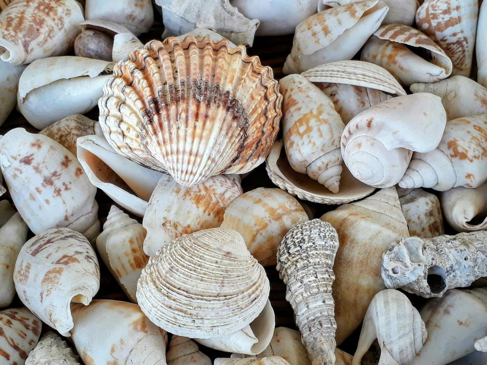 Visual reference for Bio-Cal Ceramic